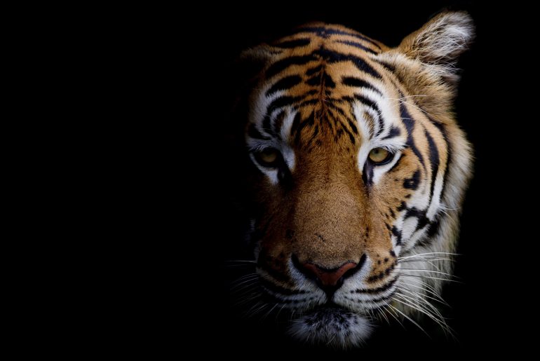 Riding the Tiger: Indien verstehen für IT Offshoring